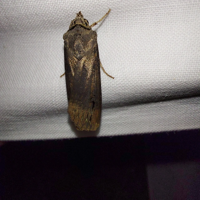Agrotis ipsilon - nagy földibagoly