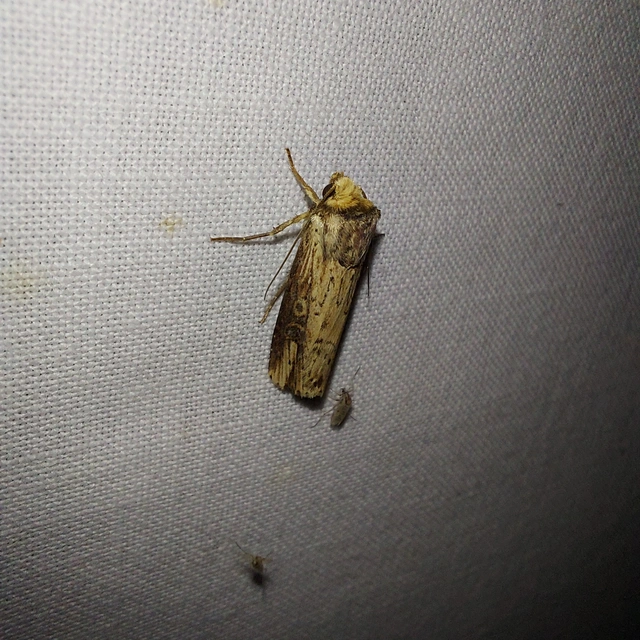 Axylia putris - vonalkás földibagoly