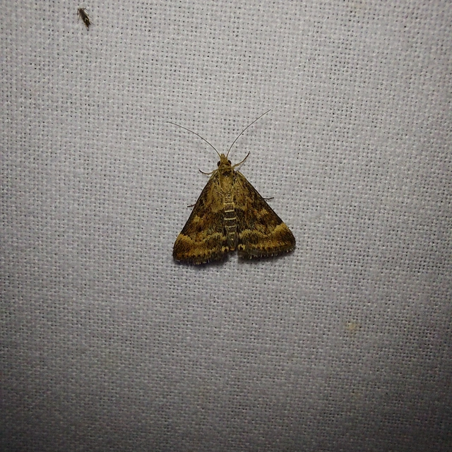 Pyrausta despicata - réti bíbormoly