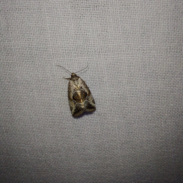 Hapalotis venustula - rózsaszínű mázasbagoly