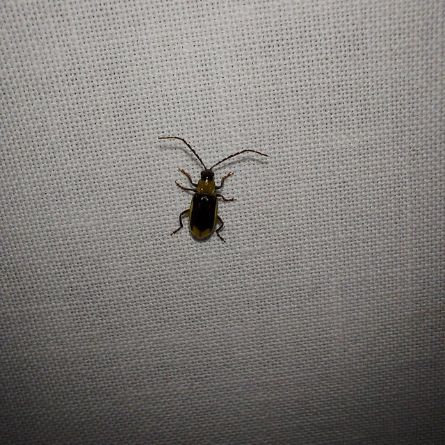 Diabrotica virgifera - amerikai kukoricabogár