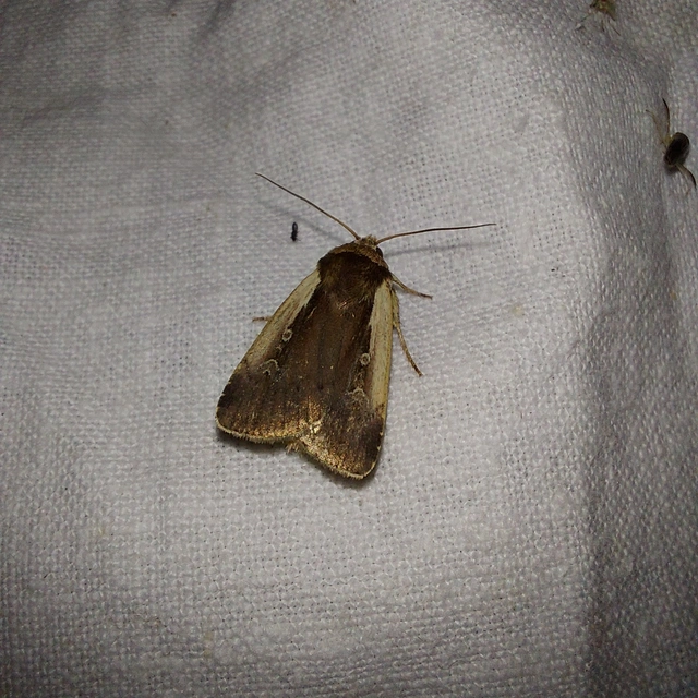 Ochropleura plecta - fehérszegélyű fűbagoly