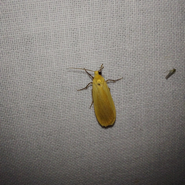 Eilema sororcula - sárga zuzmószövő