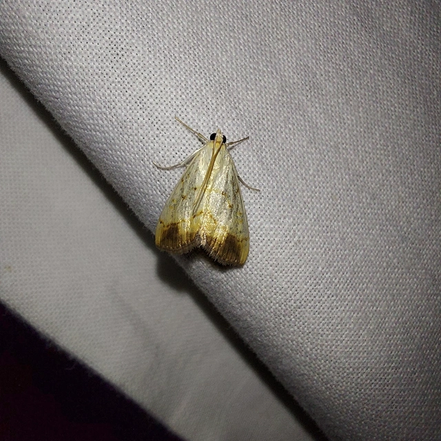 Evergestis extimalis - kerti dudvamoly