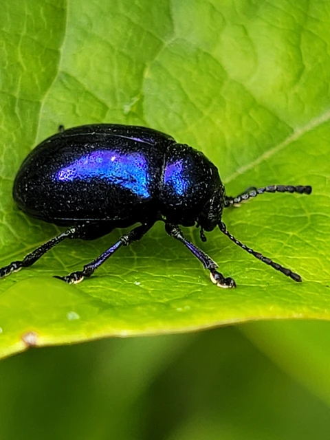 Chrysochus asclepiadeus - tündöklő méreggyiloklevelész