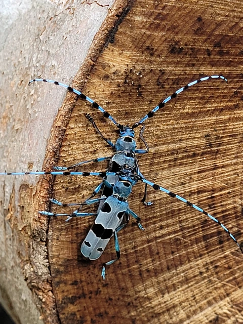 Rosalia alpina - havasi cincér