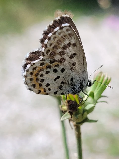 Scolitantides orion - szemes boglárka