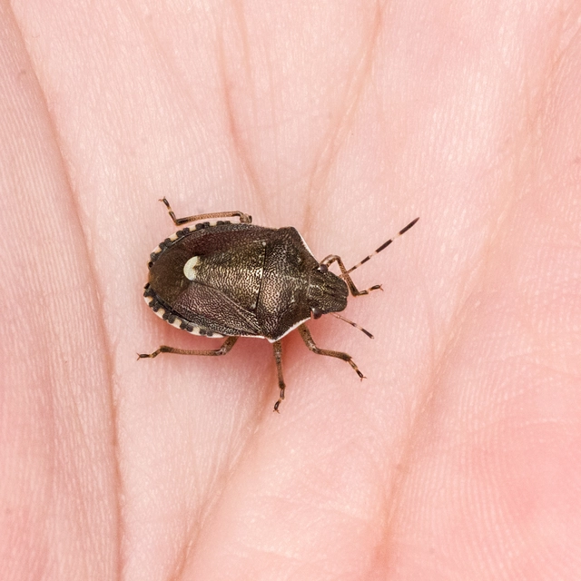 Holcostethus sphacelatus - holdas címerespoloska Holcostethus sphacelatus - holdas címerespoloska