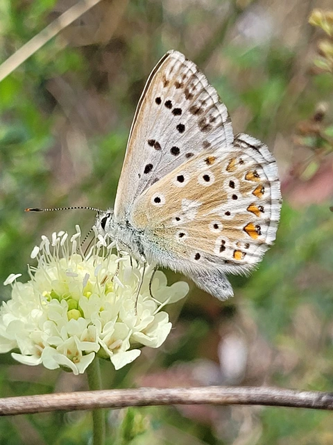 Polyommatus coridon - ezüstkék boglárka