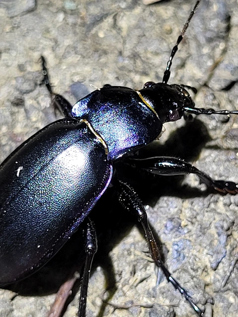 Carabus violaceus - kékfutrinka