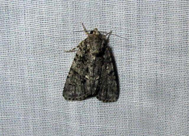 Acronicta rumicis - sóska-szigonyosbagoly