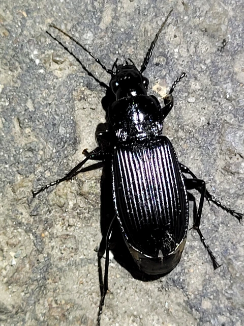 Pterostichus niger - komor gyászfutó