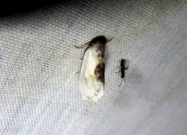 Cilix glaucata - törpe sarlósszövő