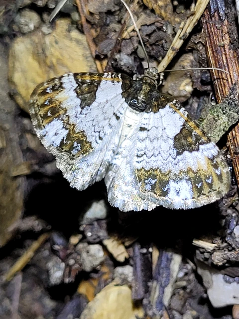 Melanthia procellata - hullámos tarkaaraszoló