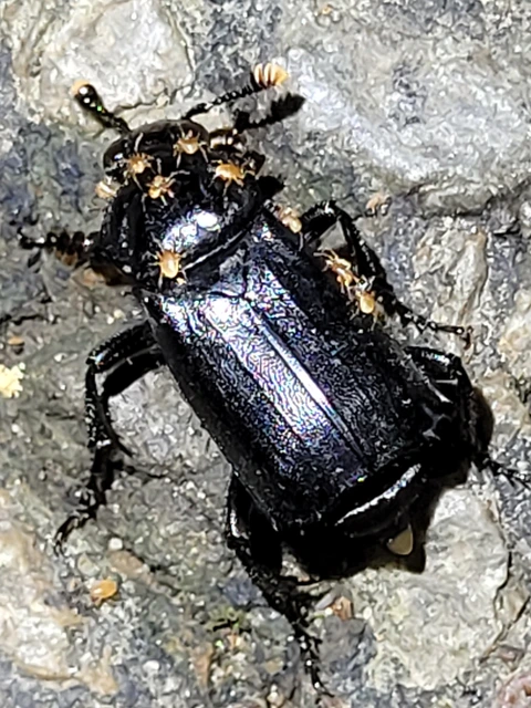 Nicrophorus humator - fekete temetőbogár