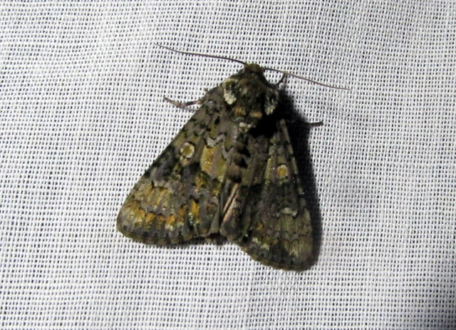 Craniophora ligustri - fagyalbagoly