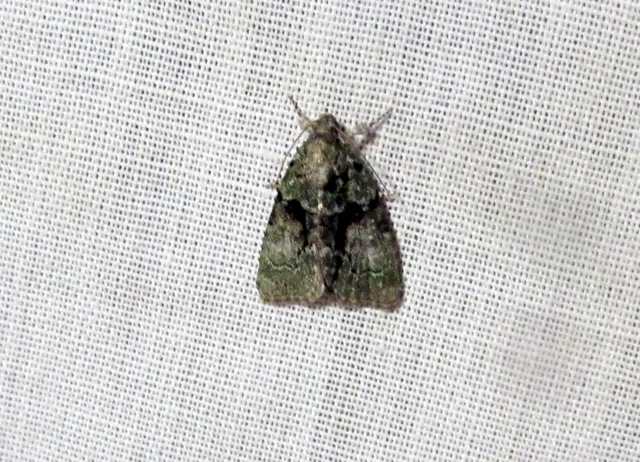 Cryphia algae - sárgászöld zuzmóbagoly