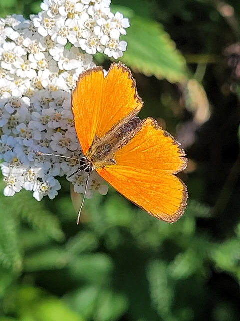 Lycaena virgaureae - arany-tűzlepke