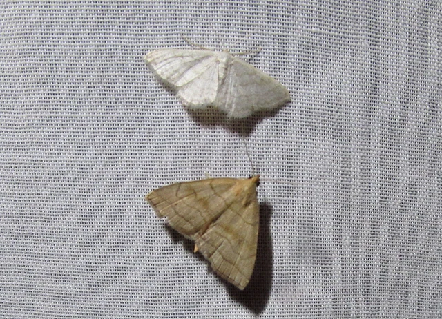 Herminia tarsicrinalis - szőröslábú karcsúbagoly