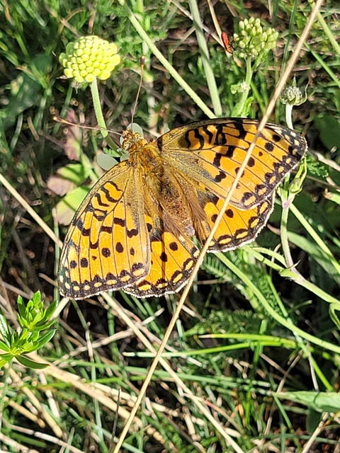 Argynnis aglaja - kerekfoltú gyöngyházlepke Argynnis aglaja - kerekfoltú gyöngyházlepke