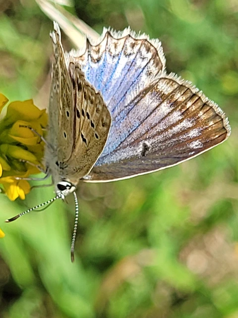 Polyommatus daphnis - csipkés boglárka