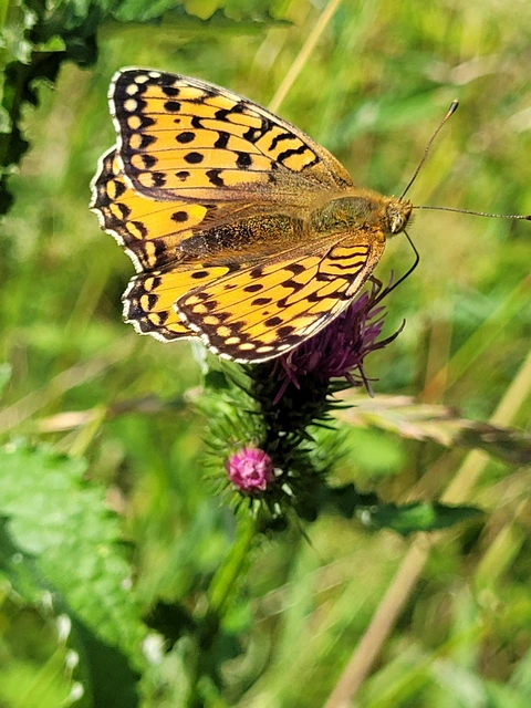 Argynnis aglaja - kerekfoltú gyöngyházlepke Argynnis aglaja - kerekfoltú gyöngyházlepke