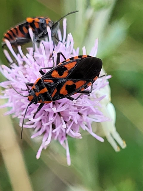 Spilostethus saxatilis - virágbodobács