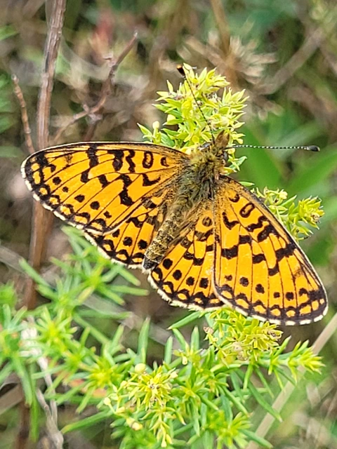 Boloria selene - fakó gyöngyházlepke