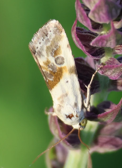 Ponometia candefacta - parlagfűbagoly