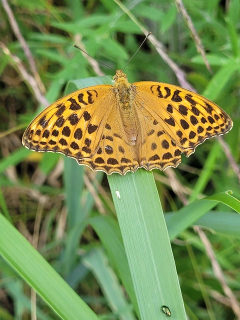 Argynnis paphia - nagy gyöngyházlepke