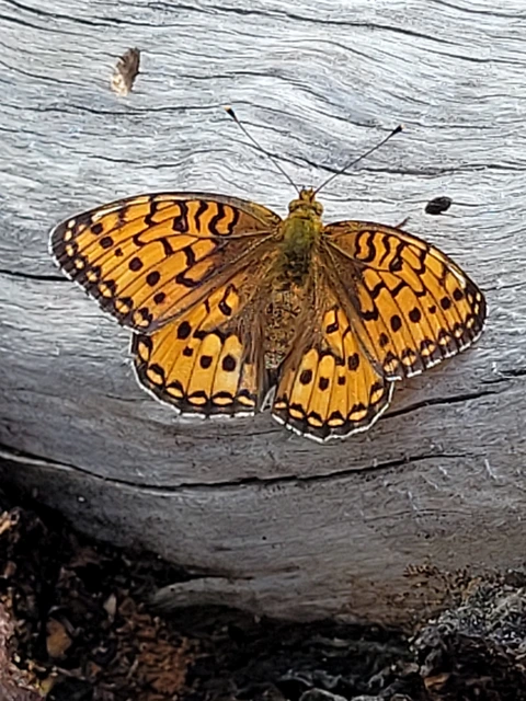 Argynnis aglaja - kerekfoltú gyöngyházlepke Argynnis aglaja - kerekfoltú gyöngyházlepke