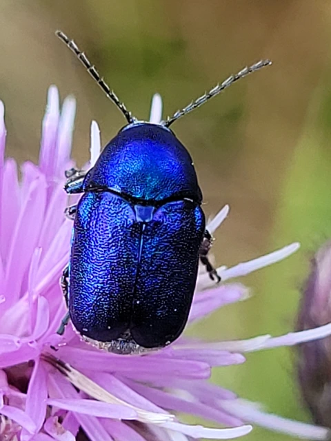 Cryptocephalus