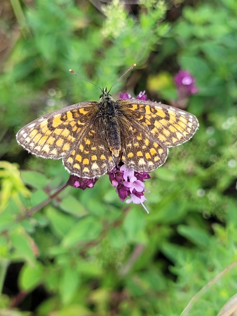 Melitaea athalia - közönséges tarkalepke