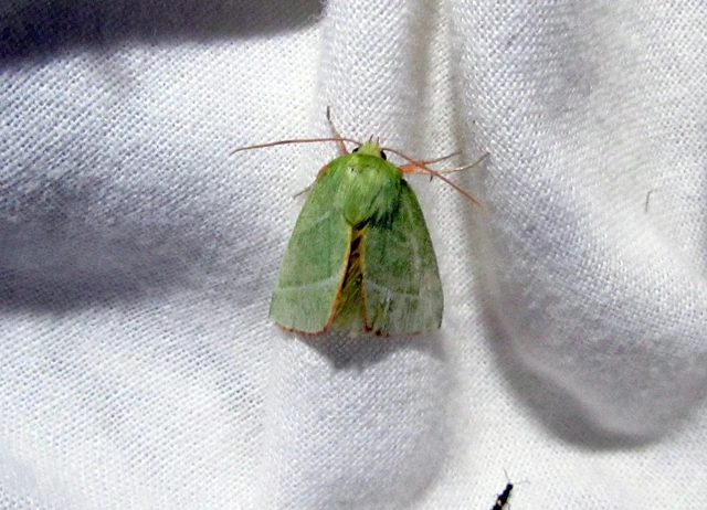 Pseudoips prasinana - bükkfa-zöldbagoly