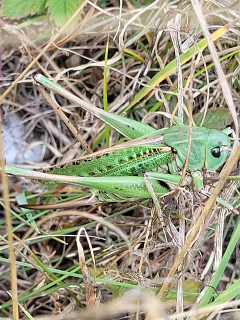 Decticus verrucivorus - szemölcsevő szöcske