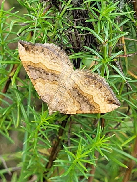 Scotopteryx chenopodiata - libatop-araszoló