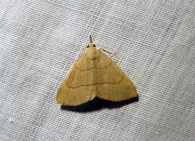 Paracolax tristalis - sárgás karcsúbagoly