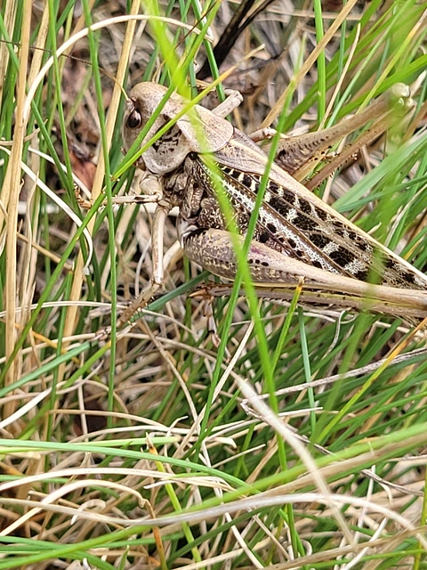 Decticus verrucivorus - szemölcsevő szöcske
