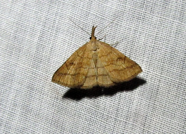 Polypogon gryphalis - láperdei karcsúbagoly