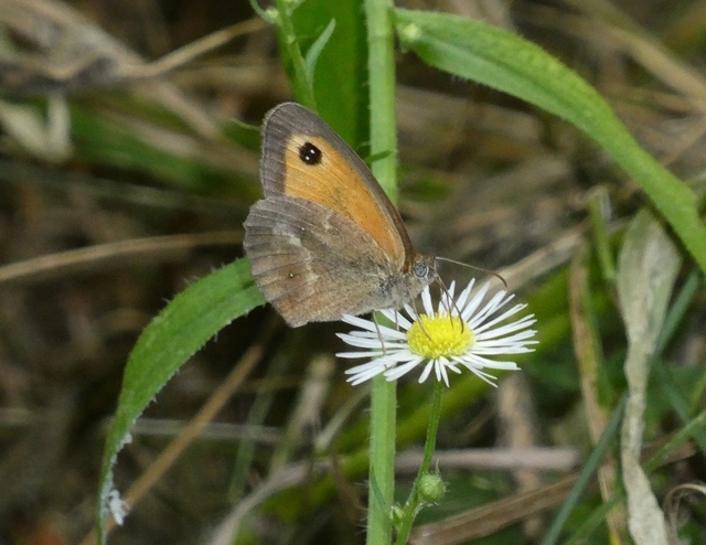 Pyronia tithonus - kis ökörszemlepke