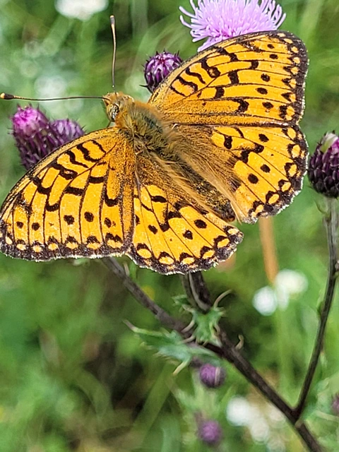 Argynnis aglaja - kerekfoltú gyöngyházlepke Argynnis aglaja - kerekfoltú gyöngyházlepke