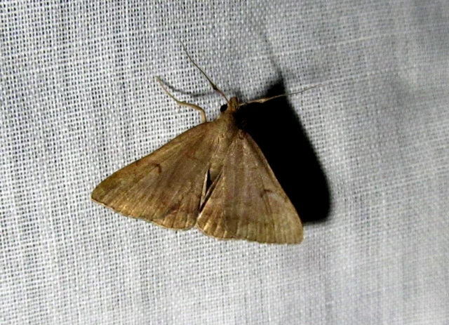 Zanclognatha lunalis - pelyheslábú karcsúbagoly