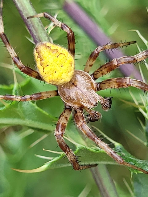 Araneus quadratus - négyes keresztespók