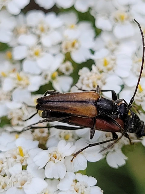 Stenurella melanura - feketevégű karcsúcincér