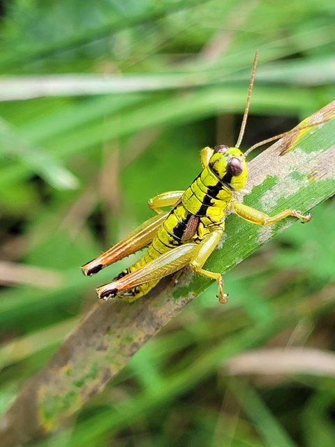 Pseudopodisma nagyi - Nagy-hegyisáska