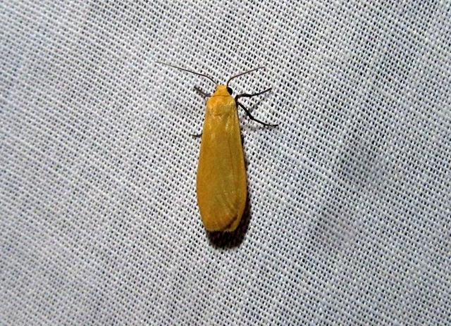 Eilema sororcula - sárga zuzmószövő