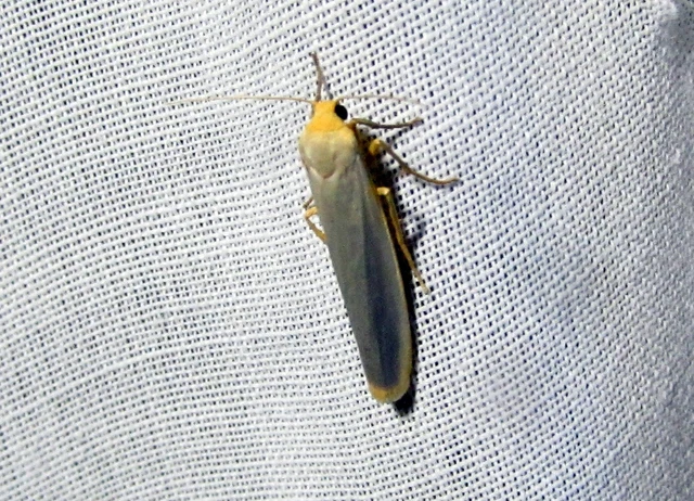 Eilema complana - közönséges zuzmószövő