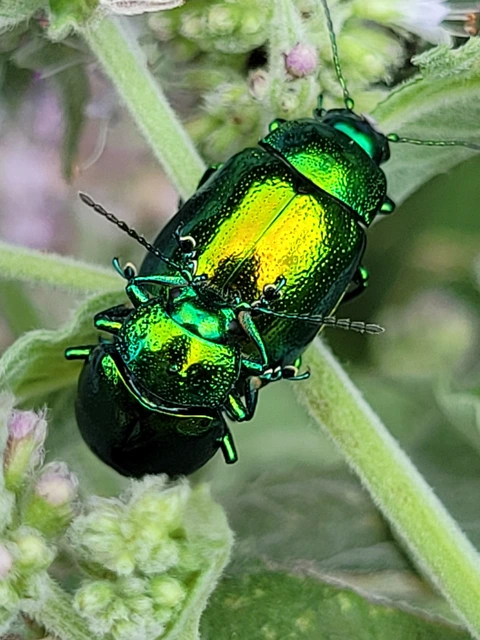 Chrysolina herbacea - zöld mentalevelész