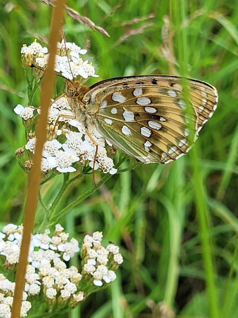 Argynnis aglaja - kerekfoltú gyöngyházlepke