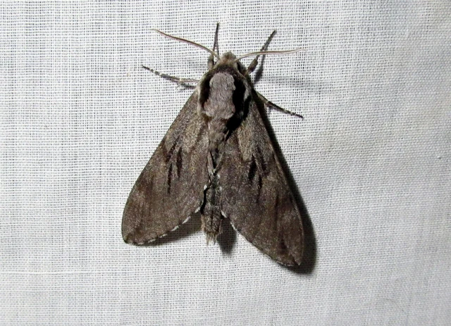 Hyloicus pinastri - fenyőszender